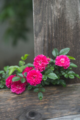 beautiful pink rose growing in the garden