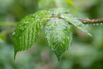 beautiful droplets after rain on a green leaf