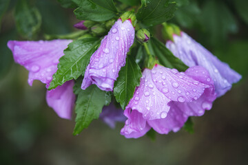 beautiful purple hibiscus flowers on a bush