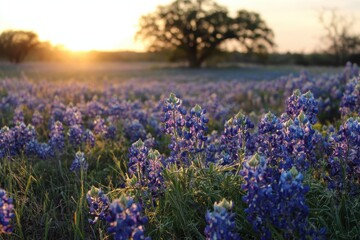 Fototapeta premium Texas Scenery: Bluebonnet Wildflowers Blooming in Spring Sunrise at Meadow
