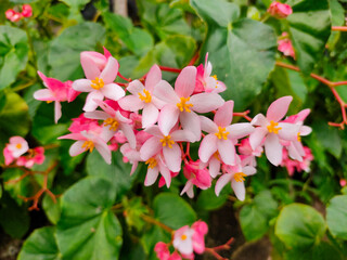 Close up of pink flower (Begonia cucullata) also known as Begonia.