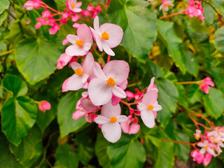 Close up of pink flower (Begonia cucullata) also known as Begonia.