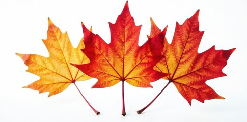 Fototapeta premium Intricate veins, rich hues; isolated autumn maple leaf against pure white , isolated, nature photography, nature