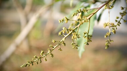 Mango flowers on the tree in the garden. 