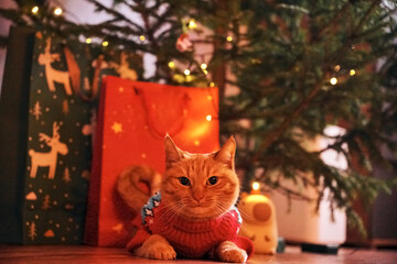 A ginger cat in a red sweater is lying next to a Christmas tree and gift bags. The concept of a...