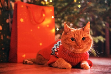 A ginger cat in a red sweater is lying next to a Christmas tree and gift bags. The concept of a family Christmas, a happy new year, and a cozy home in winter. copy space