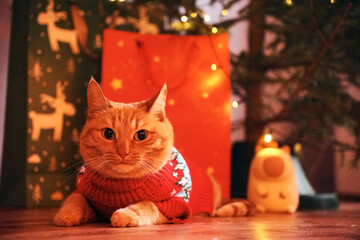 A ginger cat in a red sweater is lying next to a Christmas tree and gift bags. The concept of a...