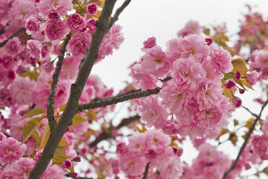 Sakura flowers close-up. Spring sakura trees with pink flowers.