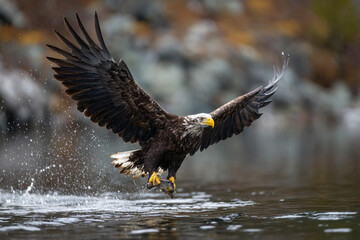 Obraz premium Bald eagle catching fish in a serene lake during early morning sunlight