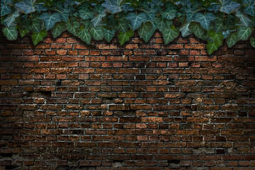 Background is an old brick wall with ivy.