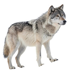 Gray Wolf in Winter Setting isolated on transparent background