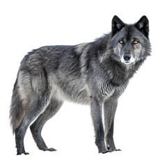 Majestic Black Wolf isolated on transparent background