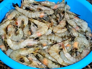 Raw fresh unpeeled shrimps, shrimps are a crustacean (a form of shellfish) with an elongated body and a primarily swimming mode of locomotion, Caridea or Dendrobranchiata of decapod order