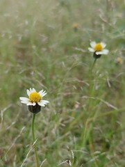 daisy in the grass