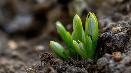 Close-up of a small plant growing out of the ground. the plant appears to be a young plant with thin, green leaves that are starting to sprout from the soil.