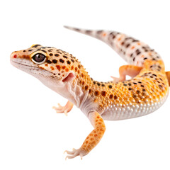 Leopard Gecko Vibrant Yellow and Orange Reptile on White Background isolated on transparent background