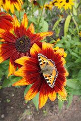Butterfly on vibrant red and yellow flower in summer garden close-up shot.