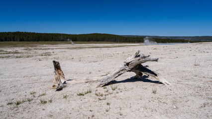 Geothermal Decay Wood