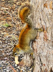 squirrel on a tree