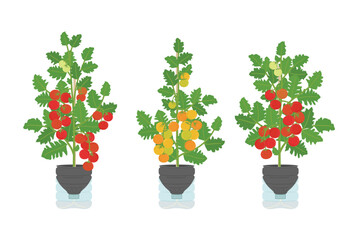 Set of DIY self-watering plastic bottle planters with tomatoes at home. Vertical garden, urban farming concept. Hand-drawn vector illustration