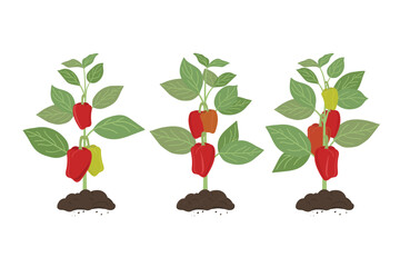 Set of bell pepper plants. Agriculture, urban farming concept. Hand-drawn vector illustration