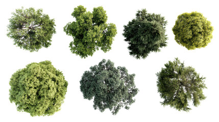 Obraz premium A variety of lush, green trees displayed from above, showcasing different shapes and textures.
