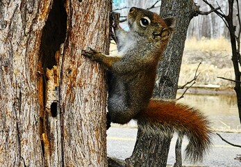 squirrel on a tree