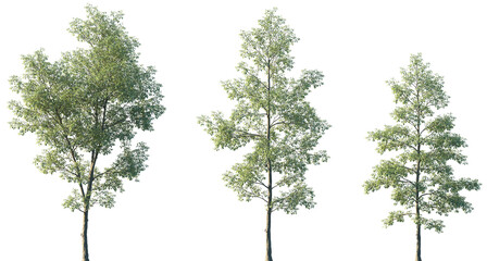 Set of Ulmus Carpinifolia (commonly known as Field Elm or Smoothleaf Elm) frontal set street trees isolated png on a transparent background perfectly cutout