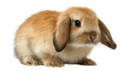 Cute brown rabbit sitting gracefully, white isolated background.