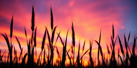 Silhouetted grass blades stand tall against a vibrant, post-sunset sky; fiery oranges, deep purples, and soft blues blend beautifully, day, background