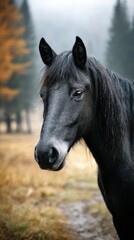 Obraz premium Majestic black horse gazes calmly in a misty forest during the early morning light