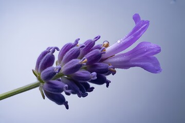 Macro shot of a dew kissed lavender flower with delicate purple petals and buds
