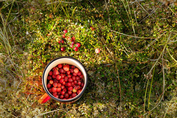 picking ripe red cranberries in enamel mug, natural forest swamp background. healthy wild berries....