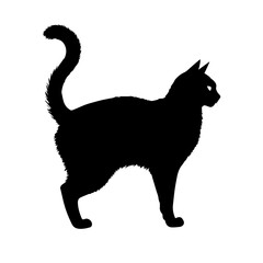 black cat vector illustration