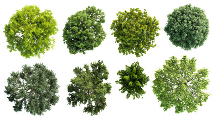 Variety of lush green tree tops on white isolated background showcasing different foliage textures and colors.