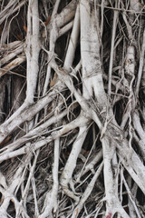 A tangled mass of large, gnarled tree roots, showcasing the raw strength and intricate complexity of nature, bearing the marks of time and environmental exposure.