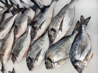 Fresh dorado fish on ice at seafood market. Close-up view of raw fish arranged for sale. Healthy food, Mediterranean cuisine, and fishing industry concept.