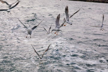 Seagulls following the the ferry over the Bosporus