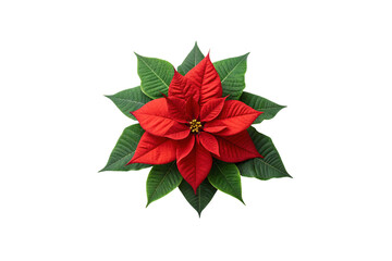 Red poinsettia flower with green leaves showing natural Christmas plant with detailed petal textures, isolated on a transparent background