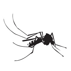 mosquito vector illustration
