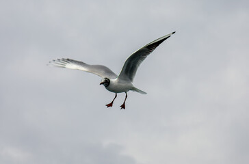 A seagull (family Laridae) is in flight against a cloudy sky taken from ferry on the Bosporus, Istanbul Turkey