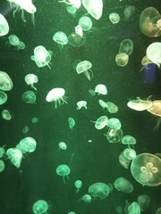 Jellyfish