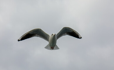  Black-headed Gull or Chroicocephalus ridibundus in flight
