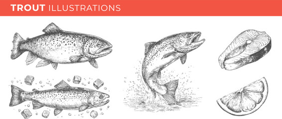 Set illustrations of trout isolated on transparent background. Vector graphics