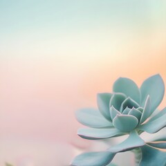 Pastel Succulent Plant Closeup Soft Background