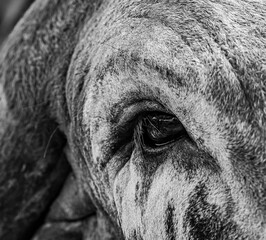 close up of a head of a bull