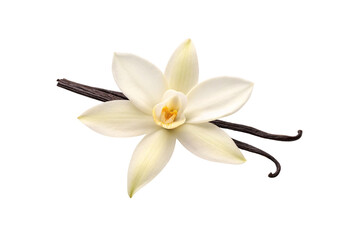 Vanilla orchid flower with cream colored petals and dark brown pods crossing behind the delicate bloom, isolated on a transparent background