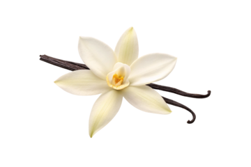 Vanilla orchid flower with cream colored petals and dark brown pods crossing behind the delicate bloom, isolated on a transparent background