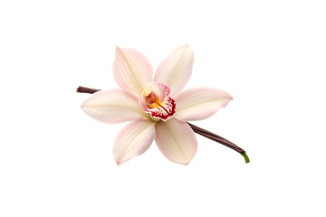 Pink orchid blossom with speckled burgundy center and pale petals arranged in classic orchid formation pattern, isolated on a transparent background