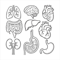 Hand Drawn Human Organs Vector Set – Anatomy Line Art Illustration